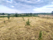 Satılır 20 sot torpaq Quba