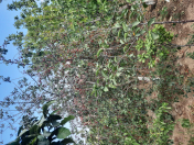 Satılır 2 otaqlı 50 m2 bağ evi Sumqayıt