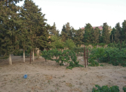 Satılır 11 sot torpaq Bilgəh