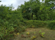 Satılır 100 sot torpaq Qəbələ