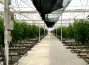 Satılır 2 otaqlı 5000 m2 obyekt Zirə