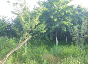 İcarəyə verilir 4 otaqlı 110 m2 bağ evi Qusar