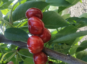 Satılır 200 sot torpaq Xaçmaz