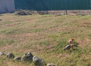 Satılır 1 otaqlı 40 m2 həyət evi Lənkəran