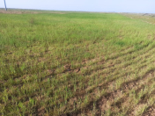 Satılır 1000 sot torpaq Xızı