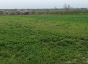 Satılır 150 sot torpaq Xaçmaz