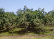 Satılır 40 sot torpaq Qəbələ