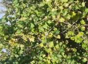 Satılır 3 otaqlı 110 m2 bağ evi Məhəmmədli