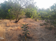 Satılır 5 sot torpaq Avropa otel