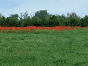 Satılır 25 sot torpaq Qəbələ