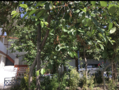 Satılır 8 otaqlı 144 m2 həyət evi Göyçay