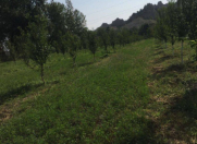 Satılır 100 sot torpaq Qəbələ