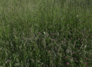 Satılır 2 otaqlı 33 m2 bağ evi Qax