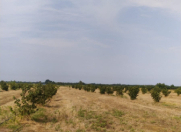 Satılır 450 sot torpaq Xaçmaz