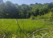 Satılır 12 sot torpaq Qəbələ