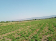 Satılır 2500 sot torpaq Ağdaş