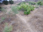 Satılır 6 sot torpaq Qala