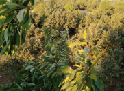 Satılır 6 otaqlı 200 m2 həyət evi Qəbələ