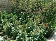 Satılır 3 otaqlı 350 m2 həyət evi Ceyranbatan