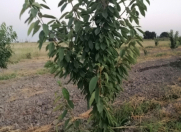 Satılır 200 sot torpaq Xudat