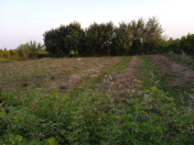 Satılır 18 sot torpaq Göyçay