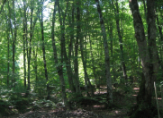 Satılır 240 sot torpaq Quba