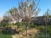 Satılır 3 otaqlı 60 m2 bağ evi Türkan