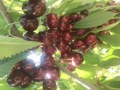 Satılır 1600 sot torpaq Xudat