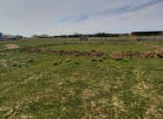 Satılır 6 sot torpaq Fatmayı