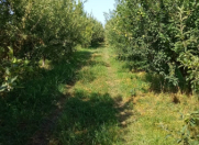 Satılır 36 sot torpaq Quba