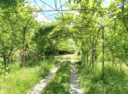 İcarəyə verilir 3 otaqlı 45 m2 həyət evi Qəbələ