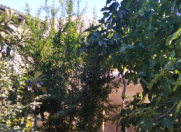 Satılır 3 otaqlı 100 m2 həyət evi Savalan