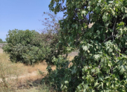 Satılır 6 sot torpaq Maştağa