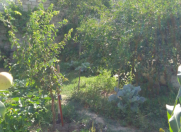 Satılır 1 sot torpaq Bülbülə