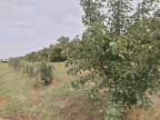 Satılır 30 sot torpaq Xaçmaz