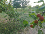 Satılır 6 sot torpaq İsmayıllı