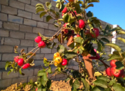 Satılır 12 sot torpaq Sumqayıt