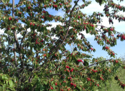 Satılır 120 sot torpaq Quba