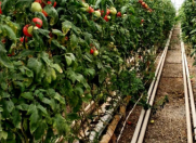 İcarəyə verilir 3 otaqlı 6000 m2 obyekt Zirə