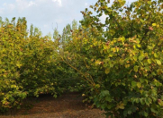 Satılır 1.3 sot torpaq Xaçmaz