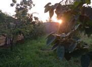 Satılır 53 sot torpaq Göyçay