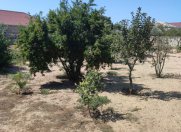 Satılır 17 sot torpaq Bilgəh