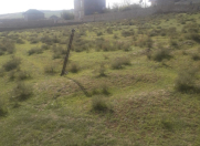 Satılır 10 sot torpaq Saray