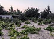 Satılır 3 otaqlı 1700 m2 bağ evi Novxanı