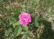 Satılır 5 sot torpaq Qəbələ