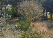 Satılır 10 sot torpaq Biləcəri