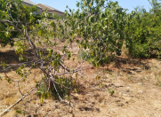 Satılır 5 sot torpaq Ambassador otel