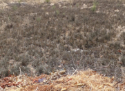 Satılır 5 sot torpaq Dübəndi bağları