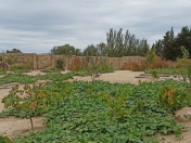 Satılır 700 sot torpaq Qaradağ r.