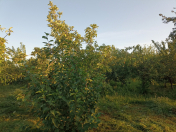 Satılır 34 sot torpaq Göyçay